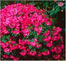 2 Litre | Dwarf Rhododendron