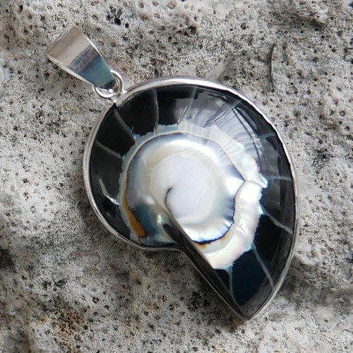 Small black nautilus shell - black,