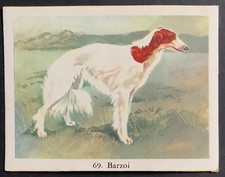 BORZOI Russian Wolfhound  dog