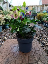 Hellebore "Hello Pink" | 3 L