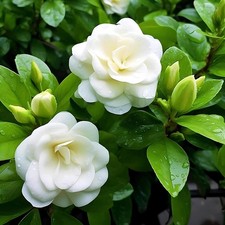 GARDENIA THUNBERGIA - rare flowering tropical fragrant forest wild 100 seeds Hot