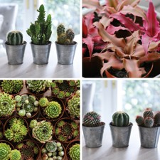 T&M Indoor House Plants Lucky