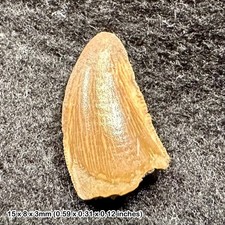 Genuine raptor dinosaur - , tooth