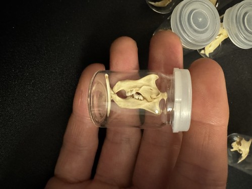 Rat jaws jar - rat, in