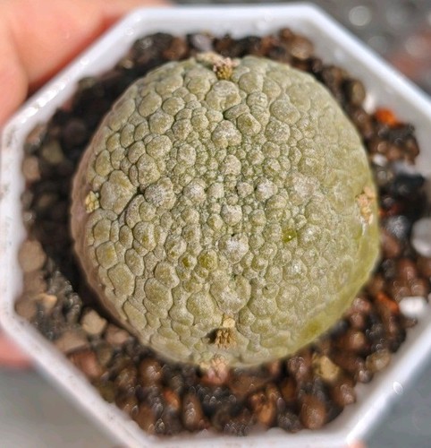 Pseudolithos migiurtinus - pseudolithos,