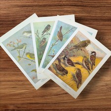 Set 4 Vintage British Garden