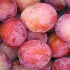 Victoria Plum Fruit Tree |