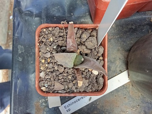 Ariocarpus retusus collectors - retusus,