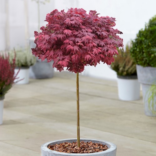 Acer hime shojo - acer, japanese