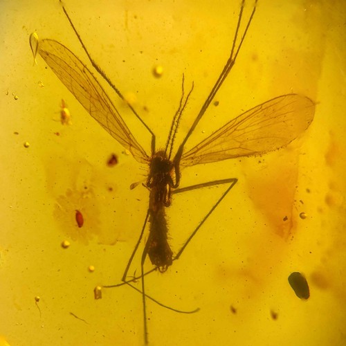 Unknown gnat burmese - in, /