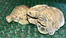 Two Plastic Tortoise Turtle