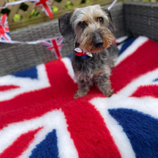 Vet bed union jack whelping