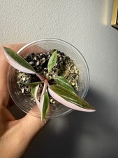 Young philodendron pink - philodendron,
