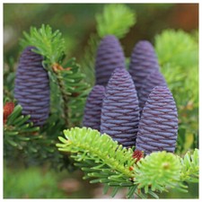 5 Korean Fir Trees / Abies Koreana, 15-20cm Tall, Very Popular Ornamental Plant