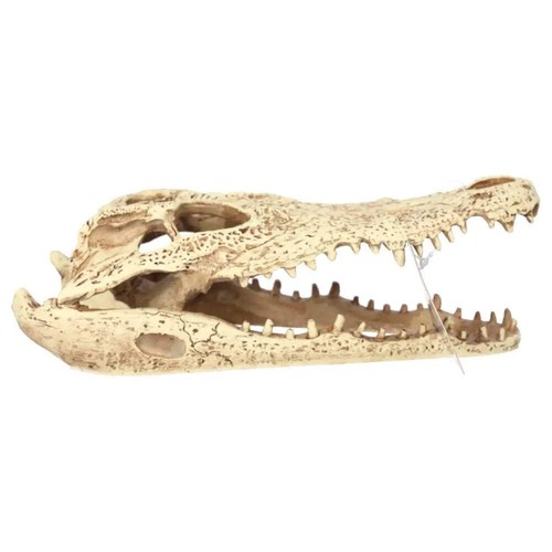 Prorep resin crocodile - crocodile, skull