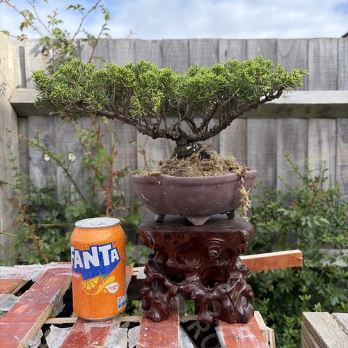 Bonsai tree itoigawa juniper - itoigawa,