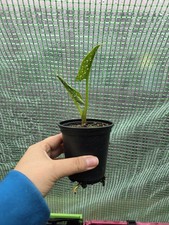 Zantedeschia Hercules/ White