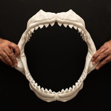 Tiger shark jaws replica - tiger,