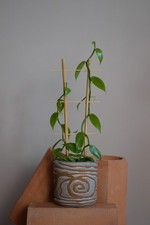 Vanilla Planifolia Orchid