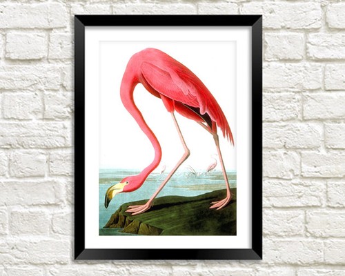Flamingo print vintage - flamingo, print: