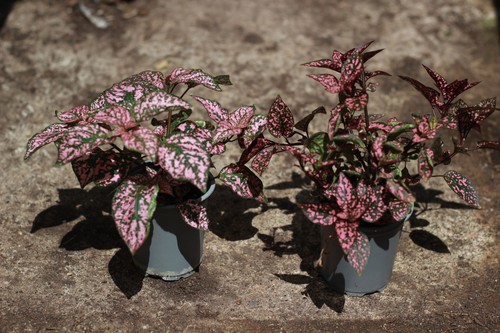 Two pink polka dot - two, plants