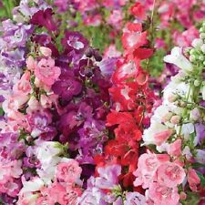 Penstemon, wedding bells mixed, 50+ fresh seeds