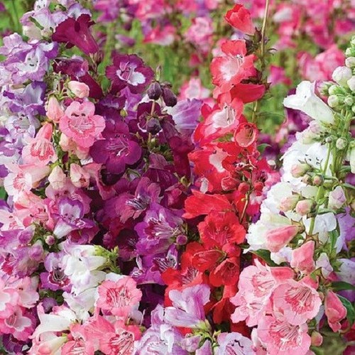 Penstemon wedding bells - wedding,