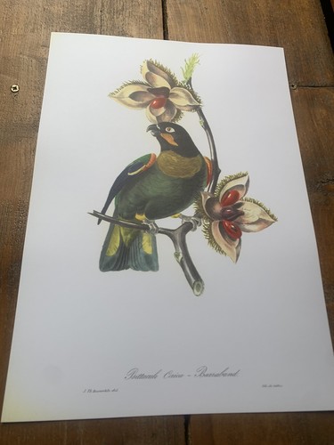 Rare tropical bird print from - tropical,