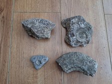 Ammonite Fossil Bundle