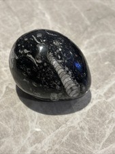 Fossilised Orthoceras Polished Fossil Egg, Morocco, Genuine