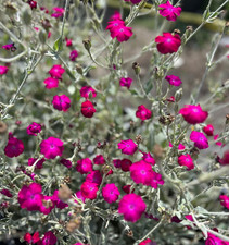 Lychnis  Coronaria Rose