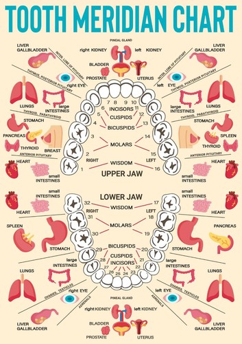 Tooth meridian chart dental - meridian,