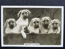 MASTIFF PUPPIES - DOGS R/P by Senior Service Cigarette Cards 1939