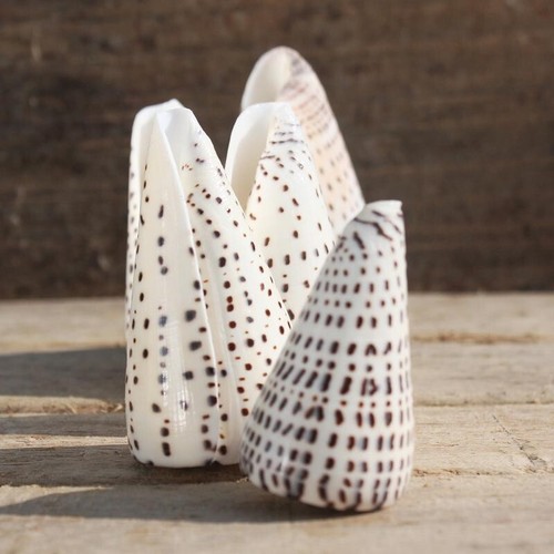 Leopard cone seashell conus - cone,
