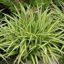 Spider Plant Plug Plants Chlorophytum Elatum Variegatum Foliage, Pack of 3
