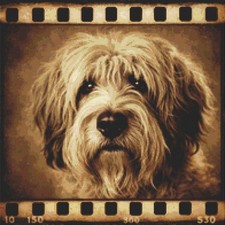 Polish lowland sheepdog puppy - polish,