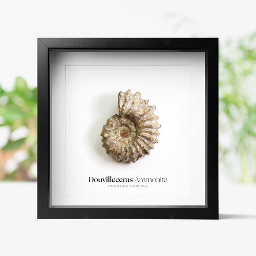 Douvilleceras ammonite real - ammonite,