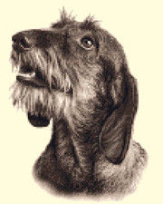 Wire Haired DACHSHUND dog -