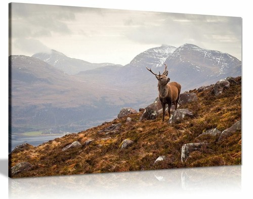 Wild stag scottish highlands - stag,