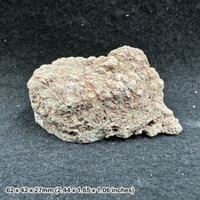 Genuine dinosaur coprolite