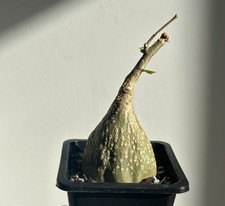 Gerrardanthus macrorhizus