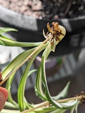 Spider Plant Cuttings