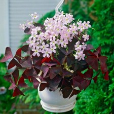 Oxalis triangular 'Purple Shamrock' basket housePLANT hanging outdoor plug PLANT