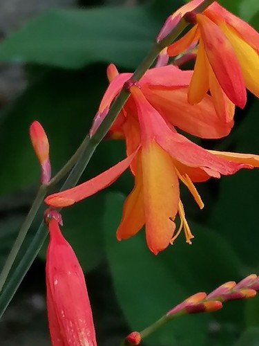 Crocosmia lucifer perennial - lucifer,,