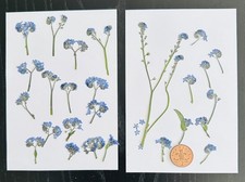 Pressed Dried Flowers Forget