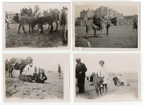 Rhyl flintshire donkeys the - rhyl,