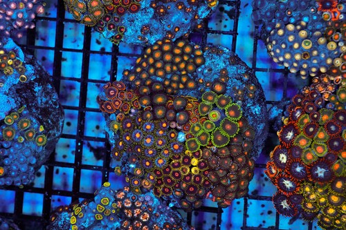 Multi zoanthid rock colony - rock,