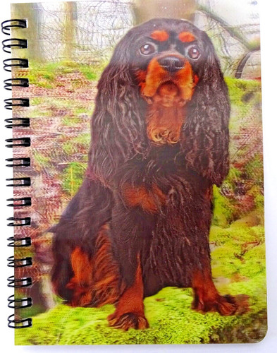 King charles cavalier black - cavalier,
