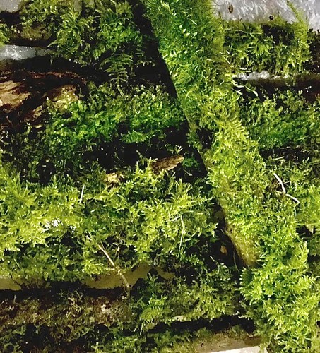 Mossy jungle log for - jungle,