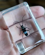 Banded Alder Borer BEETLE Bug Insect Preserved in Resin Paperweight Taxidermy